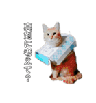 ねこどものすたんぷ（個別スタンプ：19）