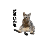 ねこどものすたんぷ（個別スタンプ：23）