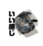 ねこどものすたんぷ（個別スタンプ：24）