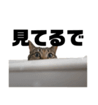 ねこどものすたんぷ（個別スタンプ：26）