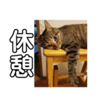 ねこどものすたんぷ（個別スタンプ：31）