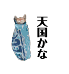 ねこどものすたんぷ（個別スタンプ：34）