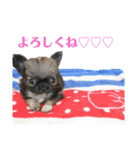 チワワのチョコ君スタンプ（個別スタンプ：9）