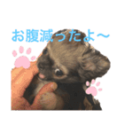 チワワのチョコ君スタンプ（個別スタンプ：15）