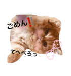 うり1（個別スタンプ：6）