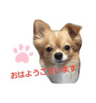 我が家のわんころ（個別スタンプ：1）