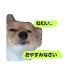 我が家のわんころ（個別スタンプ：2）