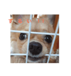 我が家のわんころ（個別スタンプ：3）