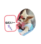 我が家のわんころ（個別スタンプ：5）