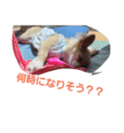 我が家のわんころ（個別スタンプ：6）