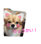 我が家のわんころ（個別スタンプ：8）