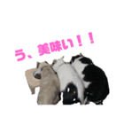 あかつきニャンコ④（個別スタンプ：1）