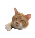 あかつきニャンコ④（個別スタンプ：8）