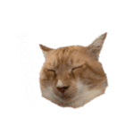あかつきニャンコ④（個別スタンプ：11）