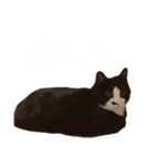 あかつきニャンコ④（個別スタンプ：13）