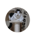あかつきニャンコ④（個別スタンプ：24）