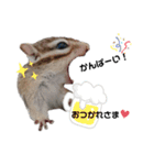 しまりすノアのスタンプ③（個別スタンプ：13）