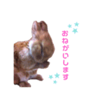 ルフォンのスタンプ（個別スタンプ：2）