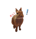 ルフォンのスタンプ（個別スタンプ：17）