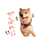 豆柴 空くんのスタンプ（個別スタンプ：4）