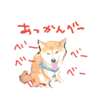 豆柴 空くんのスタンプ（個別スタンプ：5）