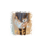 豆柴 空くんのスタンプ（個別スタンプ：7）