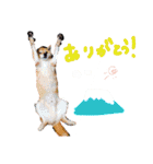 豆柴 空くんのスタンプ（個別スタンプ：12）