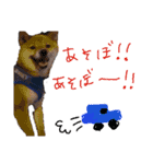 豆柴 空くんのスタンプ（個別スタンプ：14）