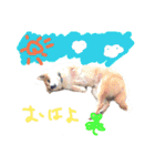 豆柴 空くんのスタンプ（個別スタンプ：22）