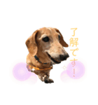 マリーちゃん大好き！(ダックス犬)（個別スタンプ：1）