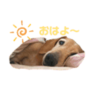 マリーちゃん大好き！(ダックス犬)（個別スタンプ：3）