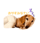 マリーちゃん大好き！(ダックス犬)（個別スタンプ：4）