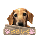 マリーちゃん大好き！(ダックス犬)（個別スタンプ：5）