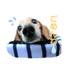 マリーちゃん大好き！(ダックス犬)（個別スタンプ：6）