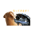 マリーちゃん大好き！(ダックス犬)（個別スタンプ：7）