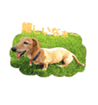 マリーちゃん大好き！(ダックス犬)（個別スタンプ：8）