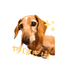 マリーちゃん大好き！(ダックス犬)（個別スタンプ：9）