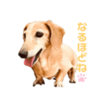 マリーちゃん大好き！(ダックス犬)（個別スタンプ：10）