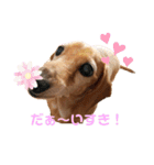 マリーちゃん大好き！(ダックス犬)（個別スタンプ：11）