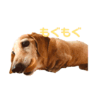 マリーちゃん大好き！(ダックス犬)（個別スタンプ：12）