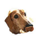 マリーちゃん大好き！(ダックス犬)（個別スタンプ：13）