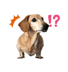 マリーちゃん大好き！(ダックス犬)（個別スタンプ：16）