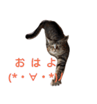 通りすがりの猫達②（個別スタンプ：1）