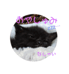 通りすがりの猫達②（個別スタンプ：2）
