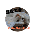 通りすがりの猫達②（個別スタンプ：3）