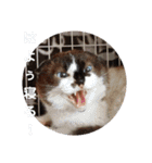 通りすがりの猫達②（個別スタンプ：4）