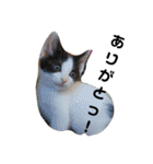 通りすがりの猫達②（個別スタンプ：8）