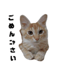 通りすがりの猫達②（個別スタンプ：9）