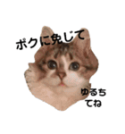 通りすがりの猫達②（個別スタンプ：10）