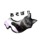 通りすがりの猫達②（個別スタンプ：12）